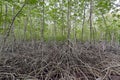 Mangrove forest (Trees include Rhizophoraceae, Ceriops, tagal, d