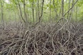 Mangrove forest (Trees include Rhizophoraceae, Ceriops, tagal, d