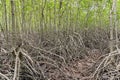 Mangrove forest (Trees include Rhizophoraceae, Ceriops, tagal, m