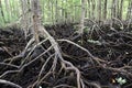 Mangrove forest