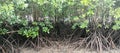 mangrove forest mangrove trees mangrove tree roots mangrove forest scenery Royalty Free Stock Photo