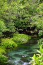 Mangrove forest Royalty Free Stock Photo