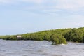 Mangrove forest tropical rainforest at coast in thailand. Royalty Free Stock Photo