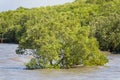 Mangrove forest tropical rainforest at coast in thailand. Royalty Free Stock Photo