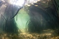 Mangrove Forest Underwater in Indonesia Royalty Free Stock Photo