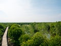 Mangrove Forest View From Above