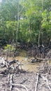 mangrove forest