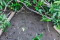 Mangrove forest in natural light Royalty Free Stock Photo