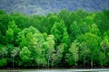 Mangrove forest