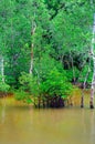 Mangrove forest in water , tropical Sabbah Borneo Malaysia Royalty Free Stock Photo