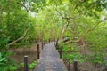 Mangrove forest with wood Walk way Royalty Free Stock Photo
