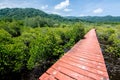 Mangrove forest with wood Walk way Royalty Free Stock Photo