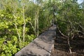 Mangrove forest with wood Walk way Royalty Free Stock Photo