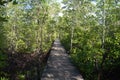 Mangrove forest with wood walk way Royalty Free Stock Photo