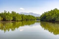 Mangrove Forest