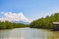 Mangrove Forest