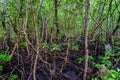 Mangrove forest, Zanzibar. Tropical forest in mud. Jozani forest Royalty Free Stock Photo