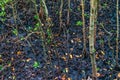 Mangrove forest, Zanzibar. Tropical forest in mud. Jozani forest Royalty Free Stock Photo