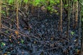 Mangrove forest, Zanzibar. Tropical forest in mud. Jozani forest Royalty Free Stock Photo