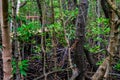 Mangrove forest, Zanzibar. Tropical forest in mud. Jozani forest Royalty Free Stock Photo