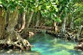 Mangrove forests Royalty Free Stock Photo