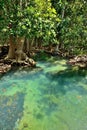 Mangrove forests