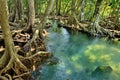 Mangrove forests Royalty Free Stock Photo