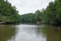 Mangrove forests along the river