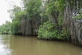 Mangrove forests along the river