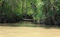 Mangrove Forests along the Tarcoles River Royalty Free Stock Photo