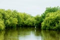 Mangrove forests with a Ardeidae dird. Royalty Free Stock Photo