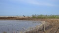 Mangrove forests contaminated with plastic waste, wiyh selective focus