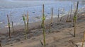 Mangrove forests contaminated with plastic waste, wiyh selective focus