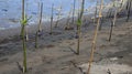 Mangrove forests contaminated with plastic waste, wiyh selective focus