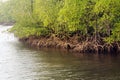 Mangrove forests with river and green tree