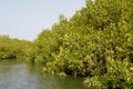 Mangrove forests in the Saloum river Delta area, Senegal, West Africa