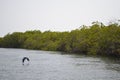 Mangrove forests in the Saloum river Delta area, Senegal, West Africa Royalty Free Stock Photo