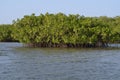 Mangrove forests in the Saloum river Delta area, Senegal, West Africa Royalty Free Stock Photo