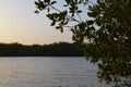 Mangrove forests in the Saloum river Delta area, Senegal, West Africa