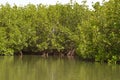 Mangrove forests in the Saloum river Delta area, Senegal, West Africa