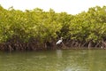 Mangrove forests in the Saloum river Delta area, Senegal, West Africa Royalty Free Stock Photo