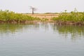 Mangrove forests in the Saloum river Delta area, Senegal, West Africa Royalty Free Stock Photo