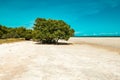 Mangrove forests on the sandy beach of Mida Creek in Watamu, Kilifi County in Kenya Royalty Free Stock Photo