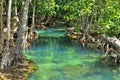 Mangrove forests