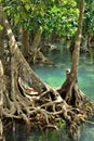 Mangrove forests Royalty Free Stock Photo