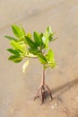 Mangrove growing in nature Royalty Free Stock Photo
