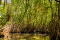 Mangrove habitat, roots and shoal of fish underwater