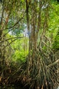 Mangrove habitat, roots and shoal of fish underwater Royalty Free Stock Photo