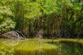 Mangrove habitat, roots and shoal of fish underwater