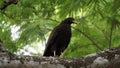 Mangrove Hawk